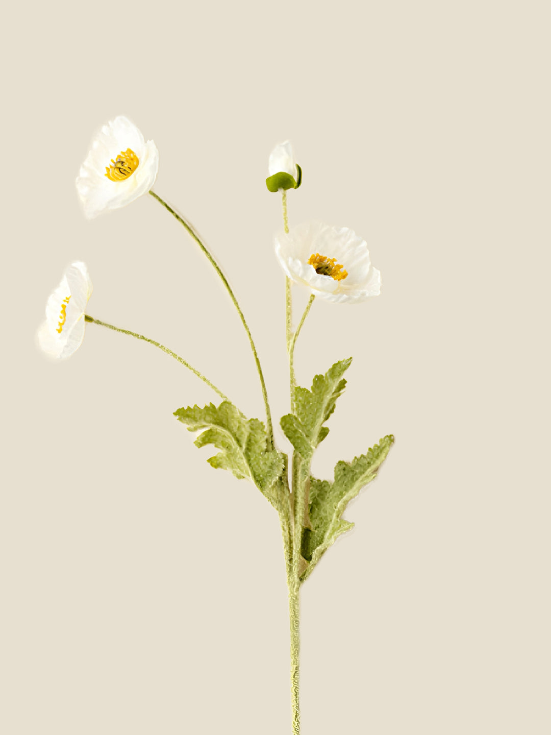 PAPAVER RHOEAS-MILKY WHITE|56"