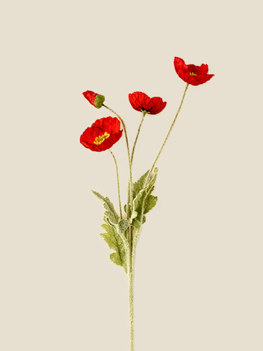 PAPAVER RHOEAS-RED|56"