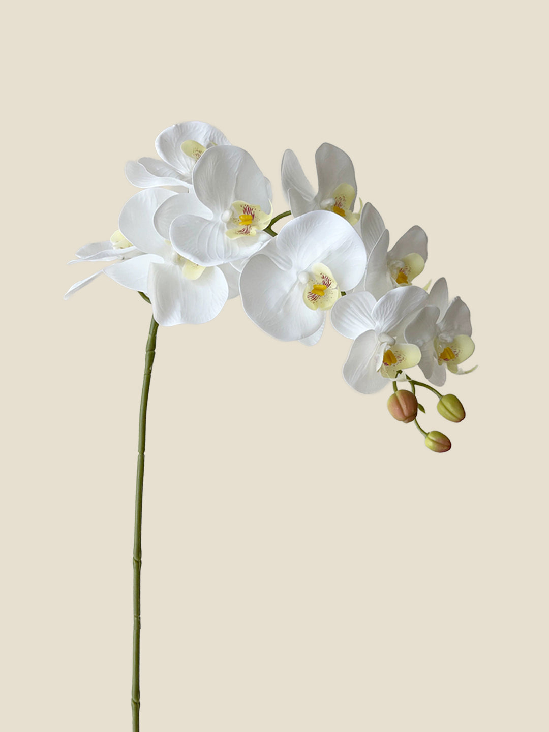 9-HEAD PHALAENOPSIS ORCHID-SMOKY WHITE|85"