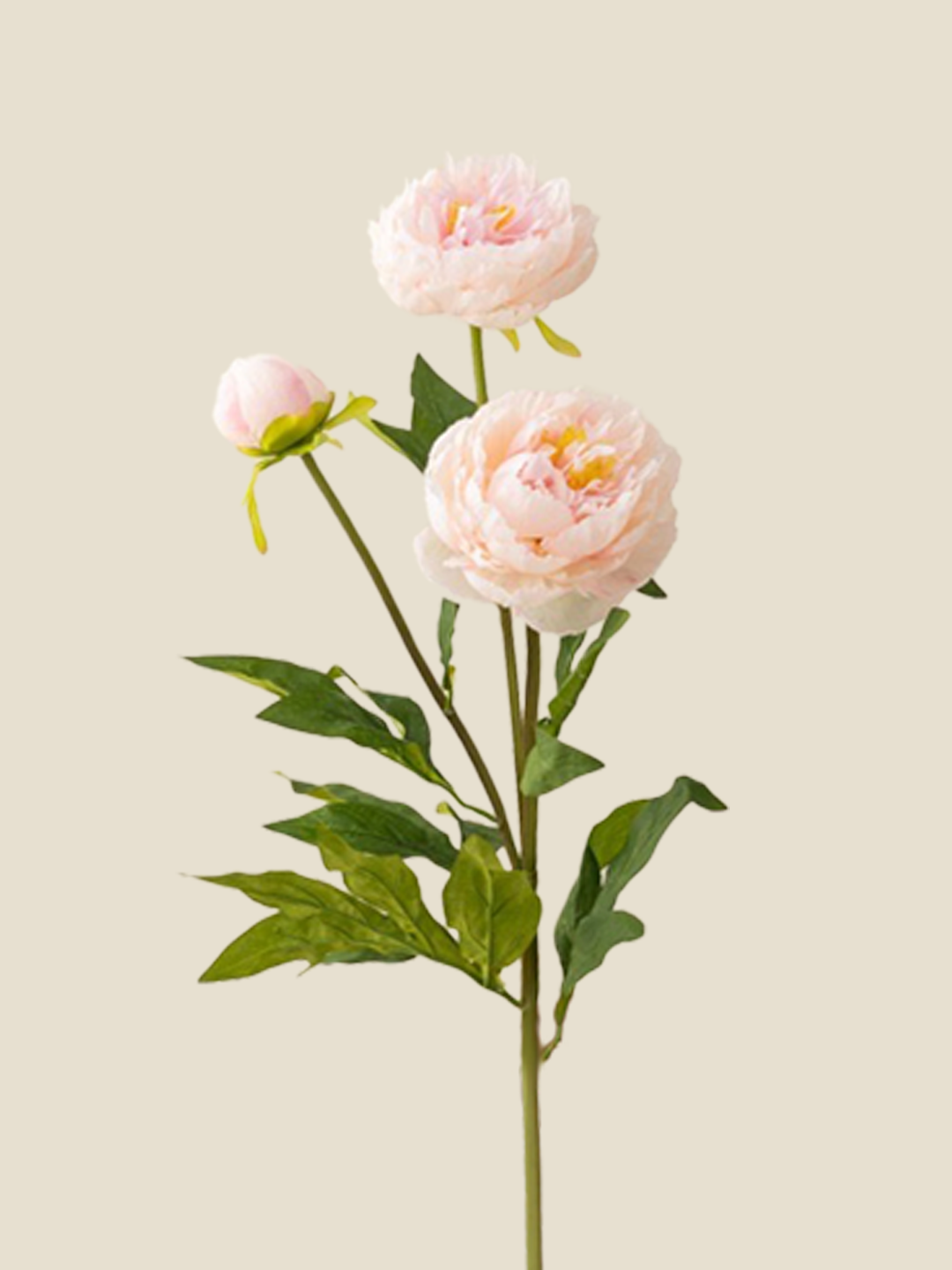 3-HEAD PEONIES-PINK|75"